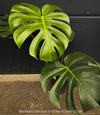 Large Monstera Deliciosa houseplant with mature split leaves, organically grown Swiss Cheese Plant in pot in TOMs FLOWer CLUB, perfect for indoor jungle decor.