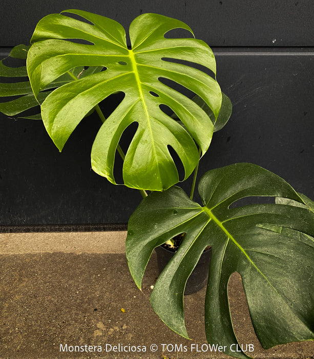 Large Monstera Deliciosa houseplant with mature split leaves, organically grown Swiss Cheese Plant in pot in TOMs FLOWer CLUB, perfect for indoor jungle decor.