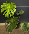 Large Monstera Deliciosa houseplant with mature split leaves, organically grown Swiss Cheese Plant in pot in TOMs FLOWer CLUB, perfect for indoor jungle decor.