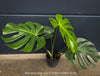 Large Monstera Deliciosa houseplant with mature split leaves, organically grown Swiss Cheese Plant in pot in TOMs FLOWer CLUB, perfect for indoor jungle decor.