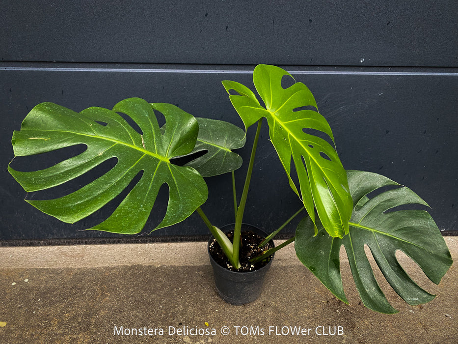 Large Monstera Deliciosa houseplant with mature split leaves, organically grown Swiss Cheese Plant in pot in TOMs FLOWer CLUB, perfect for indoor jungle decor.