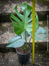 Large Monstera Deliciosa houseplant with mature split leaves, organically grown Swiss Cheese Plant in pot in TOMs FLOWer CLUB, perfect for indoor jungle decor.