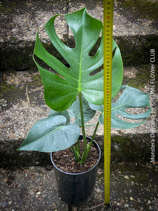 Large Monstera Deliciosa houseplant with mature split leaves, organically grown Swiss Cheese Plant in pot in TOMs FLOWer CLUB, perfect for indoor jungle decor.