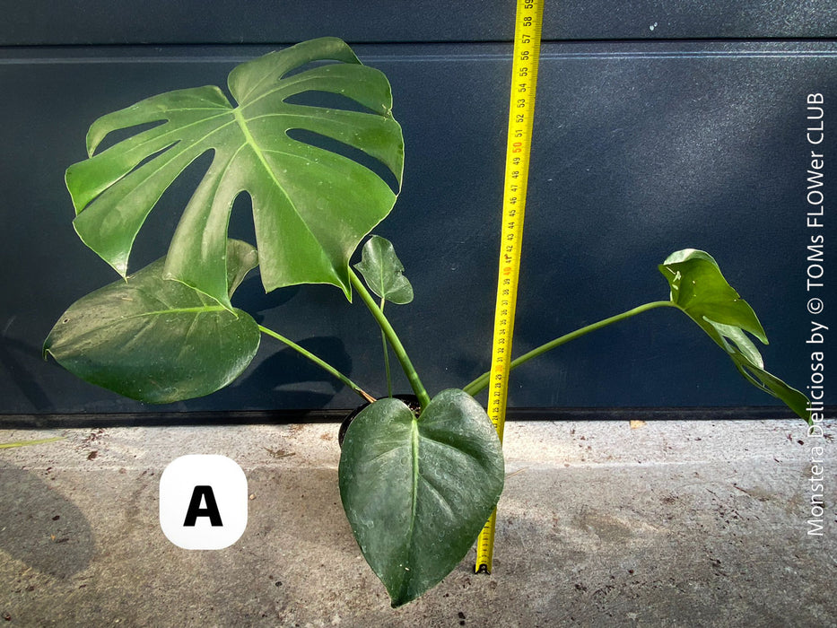 Large Monstera Deliciosa houseplant with mature split leaves, organically grown Swiss Cheese Plant in pot in TOMs FLOWer CLUB, perfect for indoor jungle decor.