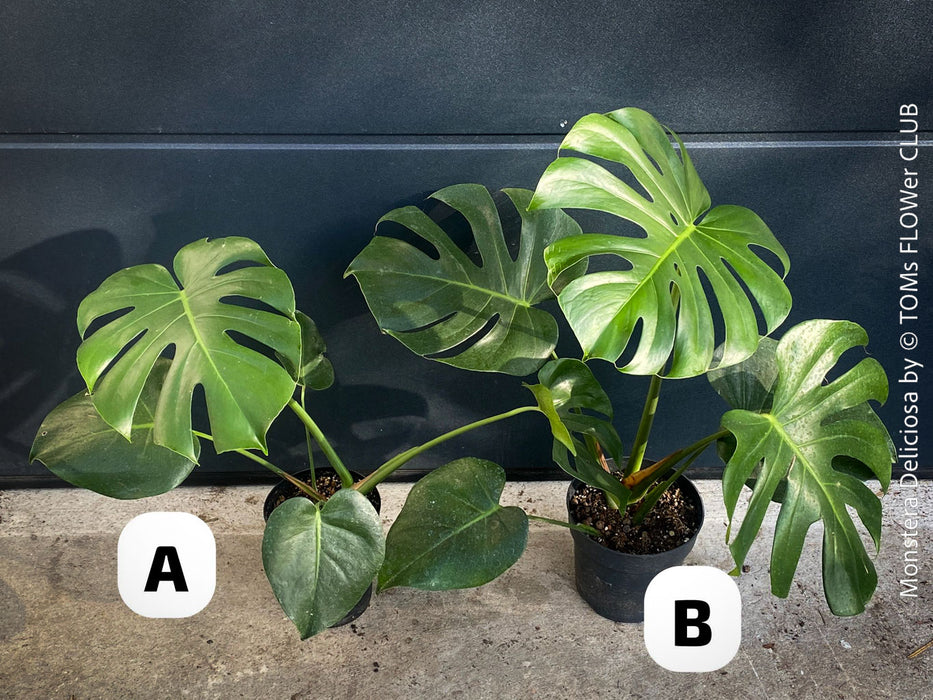Large Monstera Deliciosa houseplant with mature split leaves, organically grown Swiss Cheese Plant in pot in TOMs FLOWer CLUB, perfect for indoor jungle decor.