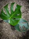 Large Monstera Deliciosa houseplant with mature split leaves, organically grown Swiss Cheese Plant in pot in TOMs FLOWer CLUB, perfect for indoor jungle decor.