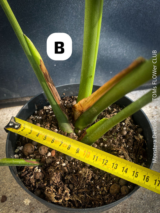 Large Monstera Deliciosa houseplant with mature split leaves, organically grown Swiss Cheese Plant in pot in TOMs FLOWer CLUB, perfect for indoor jungle decor.