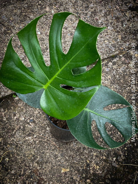 Large Monstera Deliciosa houseplant with mature split leaves, organically grown Swiss Cheese Plant in pot in TOMs FLOWer CLUB, perfect for indoor jungle decor.