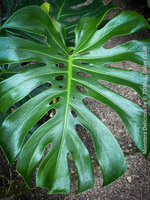 Large Monstera Deliciosa houseplant with mature split leaves, organically grown Swiss Cheese Plant in pot in TOMs FLOWer CLUB, perfect for indoor jungle decor.