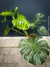Large Monstera Deliciosa Albo Variegata houseplant with mature split leaves, organically grown Swiss Cheese Plant in pot in TOMs FLOWer CLUB, perfect for indoor jungle decor.