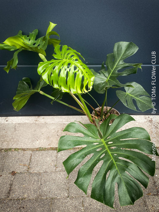 Large Monstera Deliciosa Albo Variegata houseplant with mature split leaves, organically grown Swiss Cheese Plant in pot in TOMs FLOWer CLUB, perfect for indoor jungle decor.