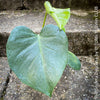 Large Monstera Deliciosa houseplant with mature split leaves, organically grown Swiss Cheese Plant in pot in TOMs FLOWer CLUB, perfect for indoor jungle decor.