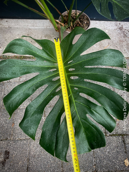 Large Monstera Deliciosa Albo Variegata houseplant with mature split leaves, organically grown Swiss Cheese Plant in pot in TOMs FLOWer CLUB, perfect for indoor jungle decor.