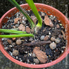 Large Monstera Deliciosa houseplant with mature split leaves, organically grown Swiss Cheese Plant in pot in TOMs FLOWer CLUB, perfect for indoor jungle decor.