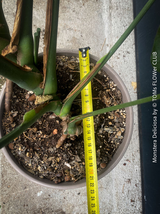 Large Monstera Deliciosa Albo Variegata houseplant with mature split leaves, organically grown Swiss Cheese Plant in pot in TOMs FLOWer CLUB, perfect for indoor jungle decor.