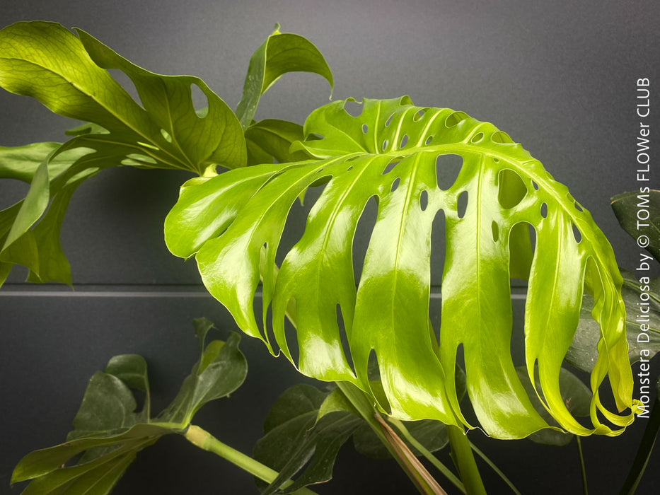 Large Monstera Deliciosa Albo Variegata houseplant with mature split leaves, organically grown Swiss Cheese Plant in pot in TOMs FLOWer CLUB, perfect for indoor jungle decor.