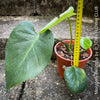 Large Monstera Deliciosa houseplant with mature split leaves, organically grown Swiss Cheese Plant in pot in TOMs FLOWer CLUB, perfect for indoor jungle decor.