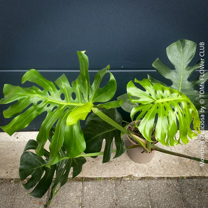 Large Monstera Deliciosa Albo Variegata houseplant with mature split leaves, organically grown Swiss Cheese Plant in pot in TOMs FLOWer CLUB, perfect for indoor jungle decor.