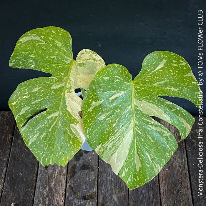 Monstera Deliciosa Thai Constellation, organically grown tropical plants for sale at TOMs FLOWer CLUB.
