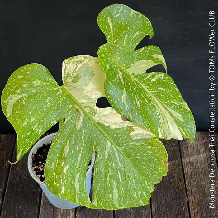 Monstera Deliciosa Thai Constellation, organically grown tropical plants for sale at TOMs FLOWer CLUB.