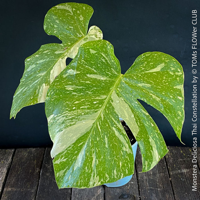 Monstera Deliciosa Thai Constellation, organically grown tropical plants for sale at TOMs FLOWer CLUB.