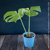 Monstera Deliciosa Thai Constellation, organically grown tropical plants for sale at TOMs FLOWer CLUB.