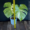 Monstera Deliciosa Thai Constellation, organically grown tropical plants for sale at TOMs FLOWer CLUB.
