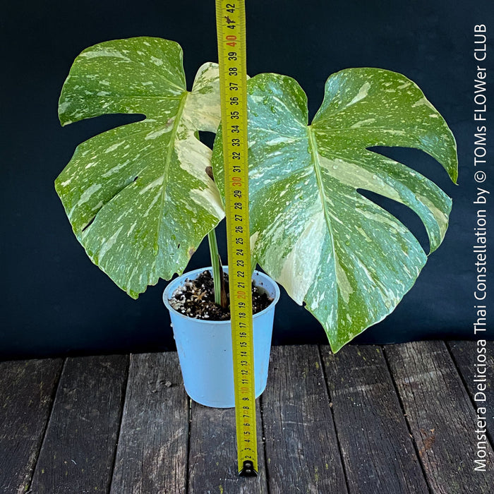 Monstera Deliciosa Thai Constellation, organically grown tropical plants for sale at TOMs FLOWer CLUB.