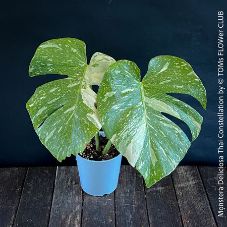 Monstera Deliciosa Thai Constellation, organically grown tropical plants for sale at TOMs FLOWer CLUB.