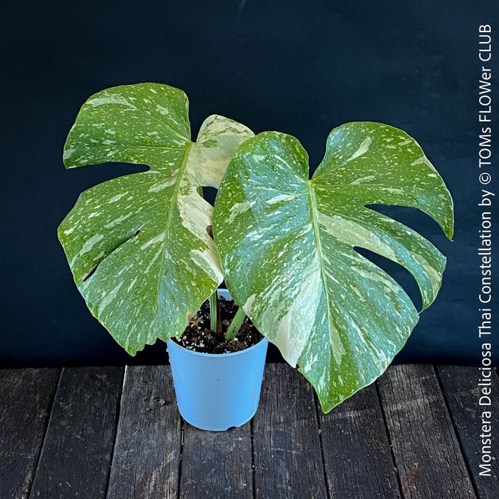 Monstera Deliciosa Thai Constellation, organically grown tropical plants for sale at TOMs FLOWer CLUB.