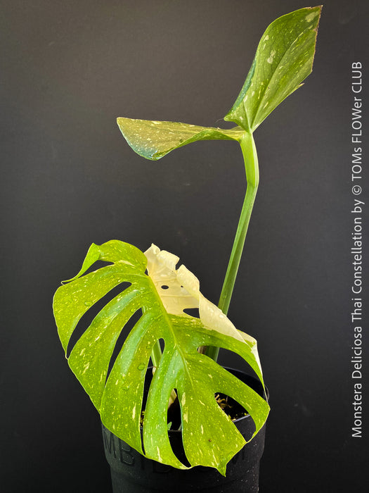 Monstera Deliciosa Thai Constellation, organically grown tropical plants for sale at TOMs FLOWer CLUB.