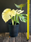 Monstera Deliciosa Thai Constellation, full moon, organically grown tropical plants for sale at TOMs FLOWer CLUB.