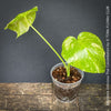 Monstera Deliciosa Thai Constellation, organically grown tropical plants for sale at TOMs FLOWer CLUB.