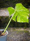 Monstera Deliciosa Thai Constellation, organically grown tropical plants for sale at TOMs FLOWer CLUB.