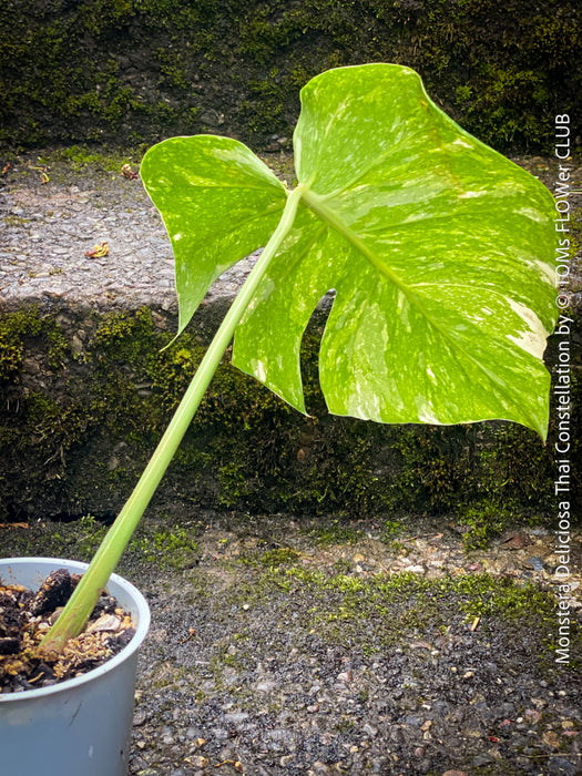 Monstera Deliciosa Thai Constellation, organically grown tropical plants for sale at TOMs FLOWer CLUB.