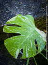 Monstera Deliciosa Thai Constellation, organically grown tropical plants for sale at TOMs FLOWer CLUB.