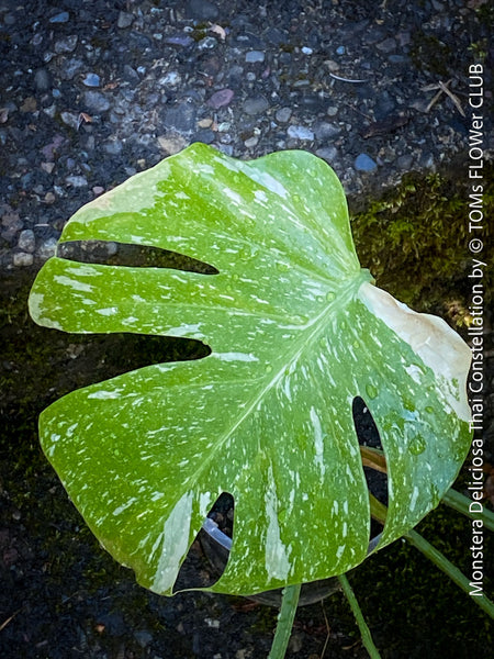 Monstera Deliciosa Thai Constellation, organically grown tropical plants for sale at TOMs FLOWer CLUB.