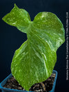 Monstera Deliciosa Thai Constellation, organically grown tropical plants for sale at TOMs FLOWer CLUB.