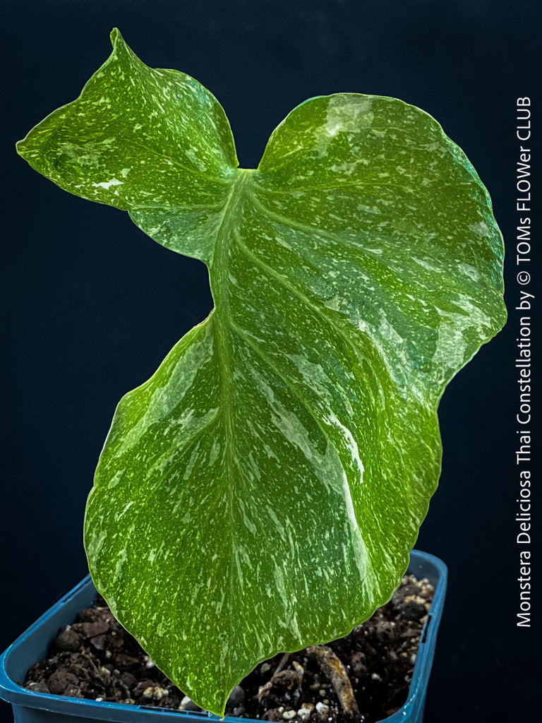 Monstera Deliciosa Thai Constellation | organically grown tropical plants