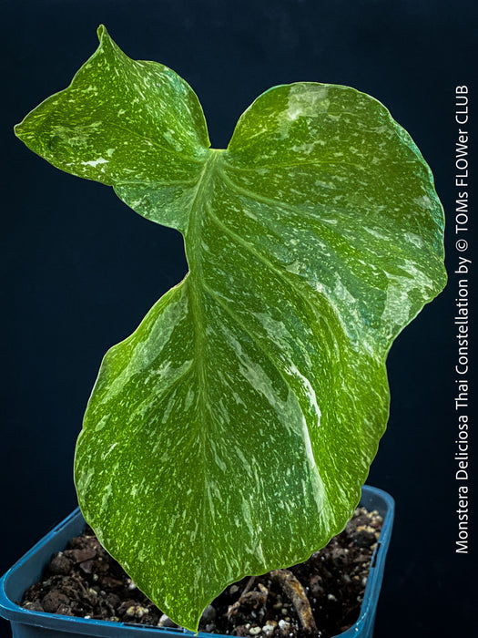 thai constellation monstera for sale near me Monstera Deliciosa Thai Constellation | organically grown tropical plants