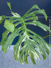 Monstera Deliciosa Thai Constellation, organically grown tropical plants for sale at TOMs FLOWer CLUB.