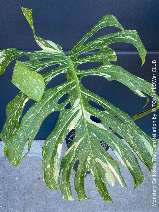 Monstera Deliciosa Thai Constellation, organically grown tropical plants for sale at TOMs FLOWer CLUB.