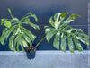 Monstera Deliciosa Thai Constellation, organically grown tropical plants for sale at TOMs FLOWer CLUB.