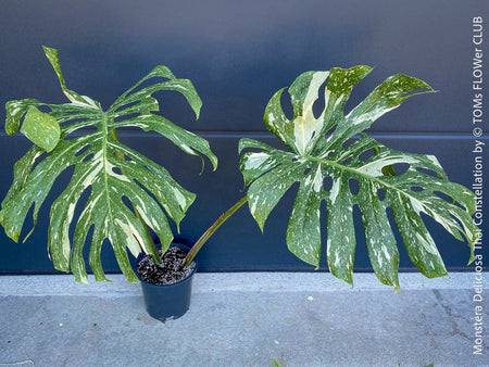 Monstera Deliciosa Thai Constellation, organically grown tropical plants for sale at TOMs FLOWer CLUB.