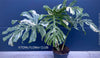 Monstera Deliciosa Thai Constellation, organically grown tropical plants for sale at TOMs FLOWer CLUB.