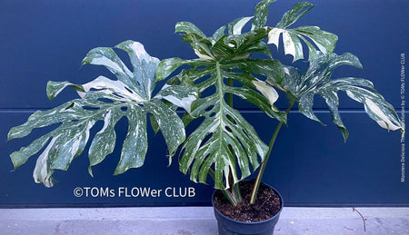 Monstera Deliciosa Thai Constellation, organically grown tropical plants for sale at TOMs FLOWer CLUB.