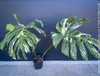 Monstera Deliciosa Thai Constellation, organically grown tropical plants for sale at TOMs FLOWer CLUB.