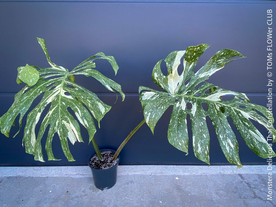 Monstera Deliciosa Thai Constellation, organically grown tropical plants for sale at TOMs FLOWer CLUB.