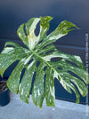 Monstera Deliciosa Thai Constellation, organically grown tropical plants for sale at TOMs FLOWer CLUB.