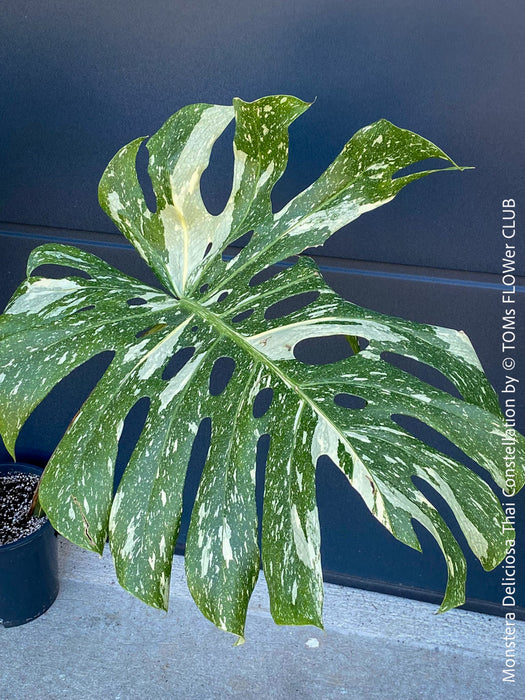 Monstera Deliciosa Thai Constellation, organically grown tropical plants for sale at TOMs FLOWer CLUB.